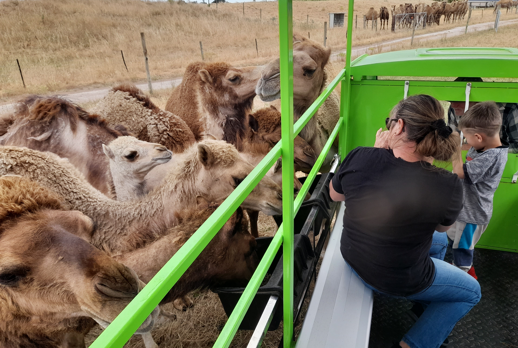SOLAR BUGGY CAMEL SAFARI